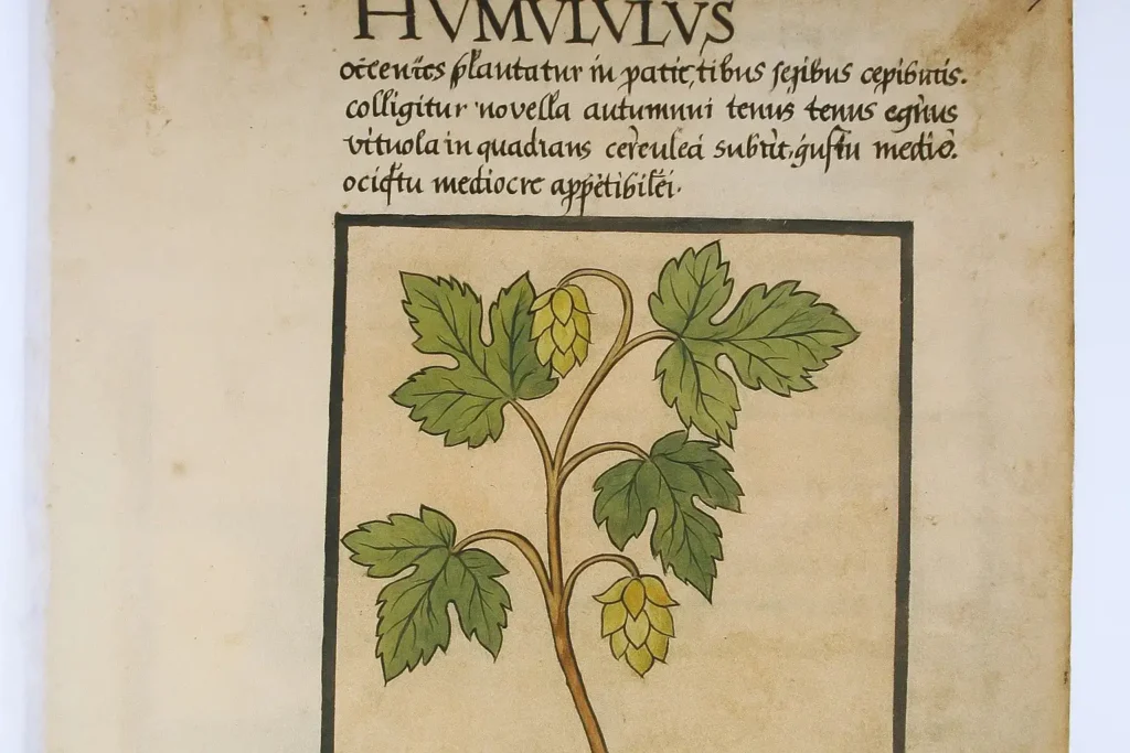 Ilustración botánica medieval del lúpulo (Humulus lupulus) en un manuscrito antiguo.