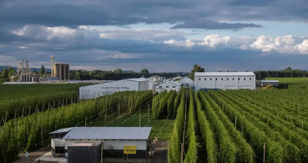 Campos de lúpulo en hileras verdes perfectas en el valle de Willamette, Oregon