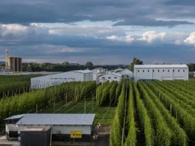 Campos de lúpulo en hileras verdes perfectas en el valle de Willamette, Oregon