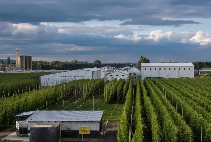 Campos de lúpulo en hileras verdes perfectas en el valle de Willamette, Oregon
